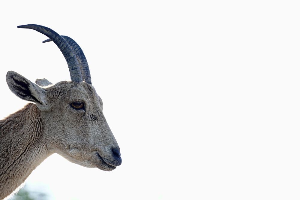 Молодая антилопа