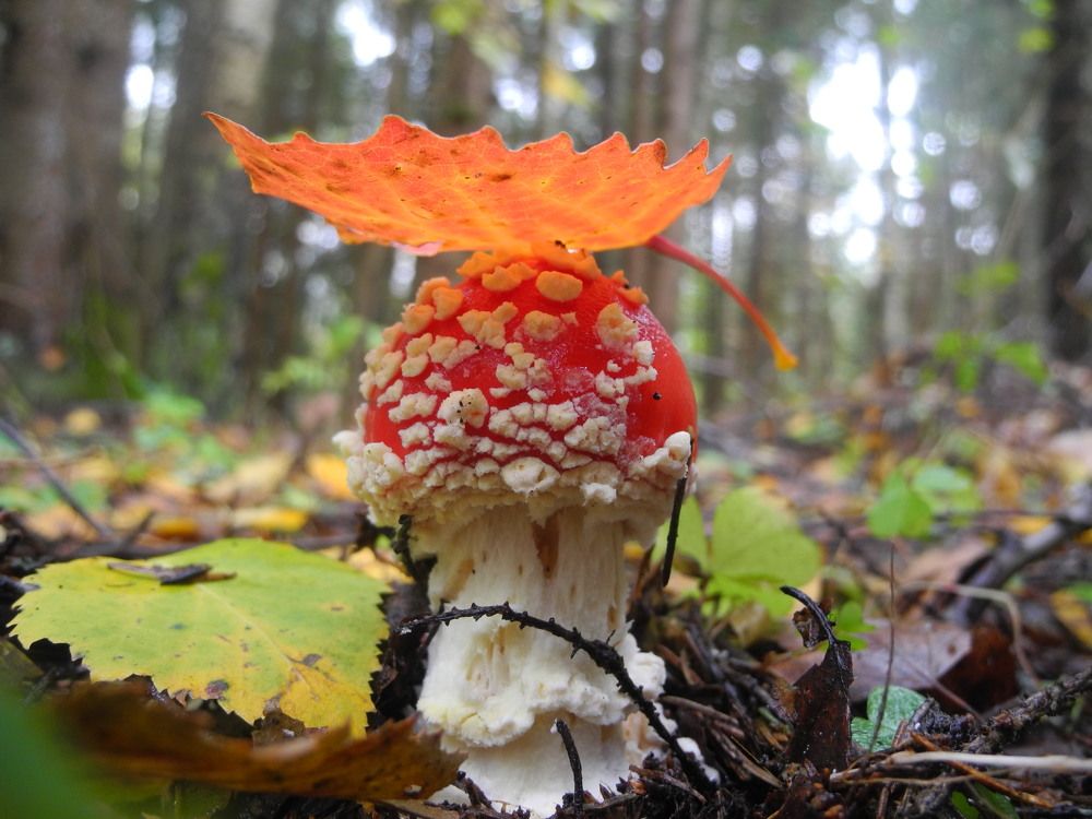 Photograph by Андрей Головин