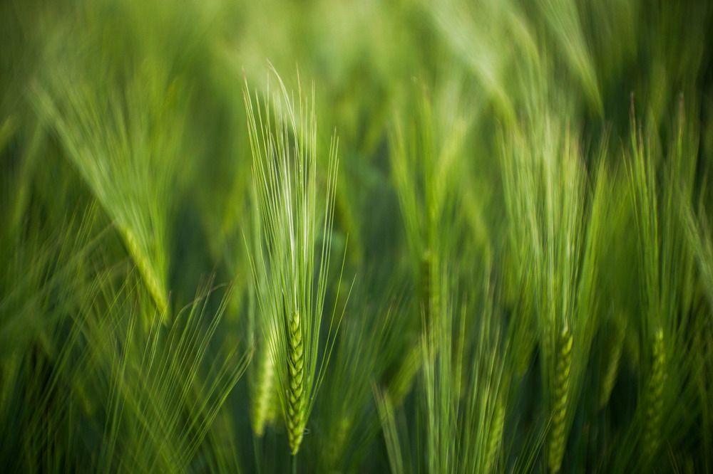 Photograph by Wiktor Kulesa