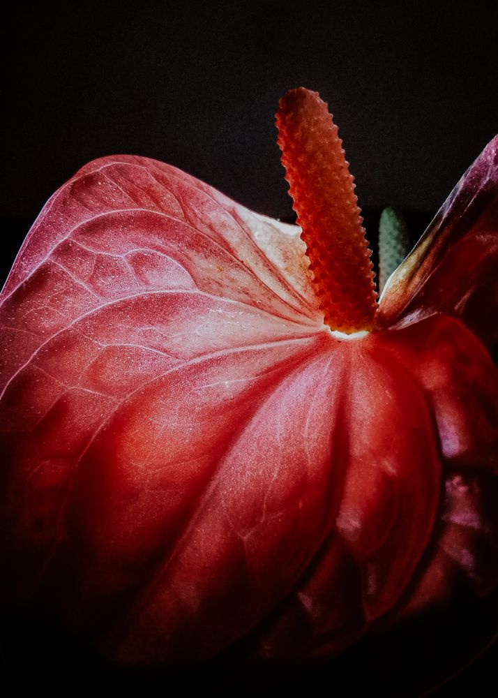 Photograph by Alexandra Sergeeva