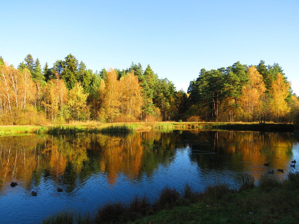 Осенний пруд