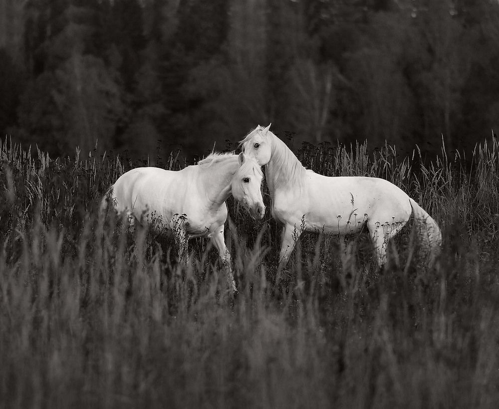 Белогривые рысаки