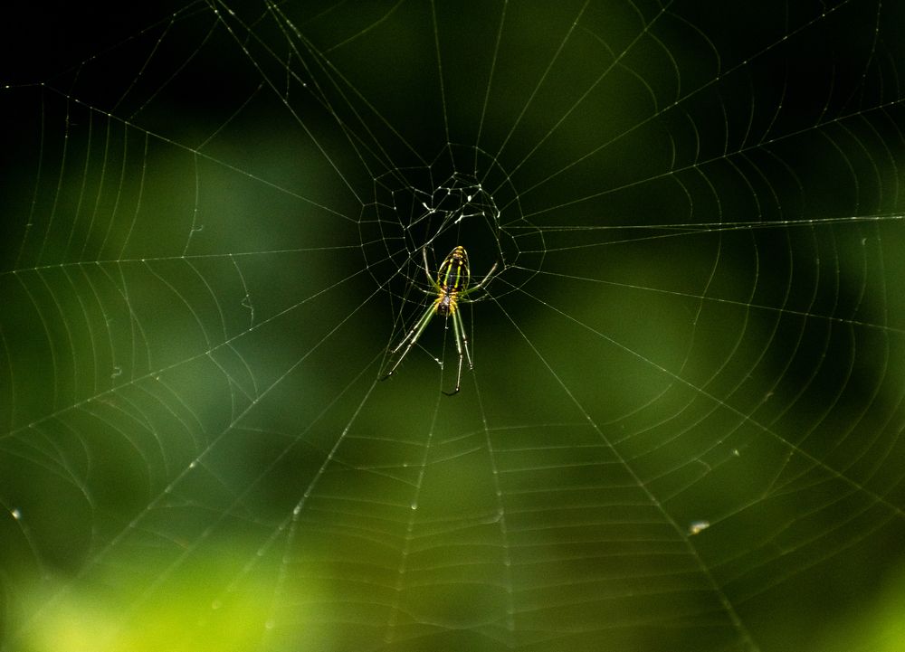 Photograph by Bondhu Dey