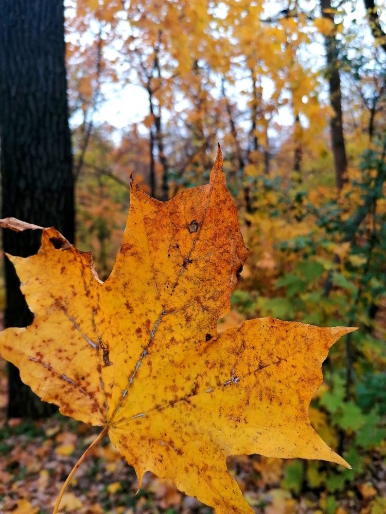 Photograph by Кристина Шмырева