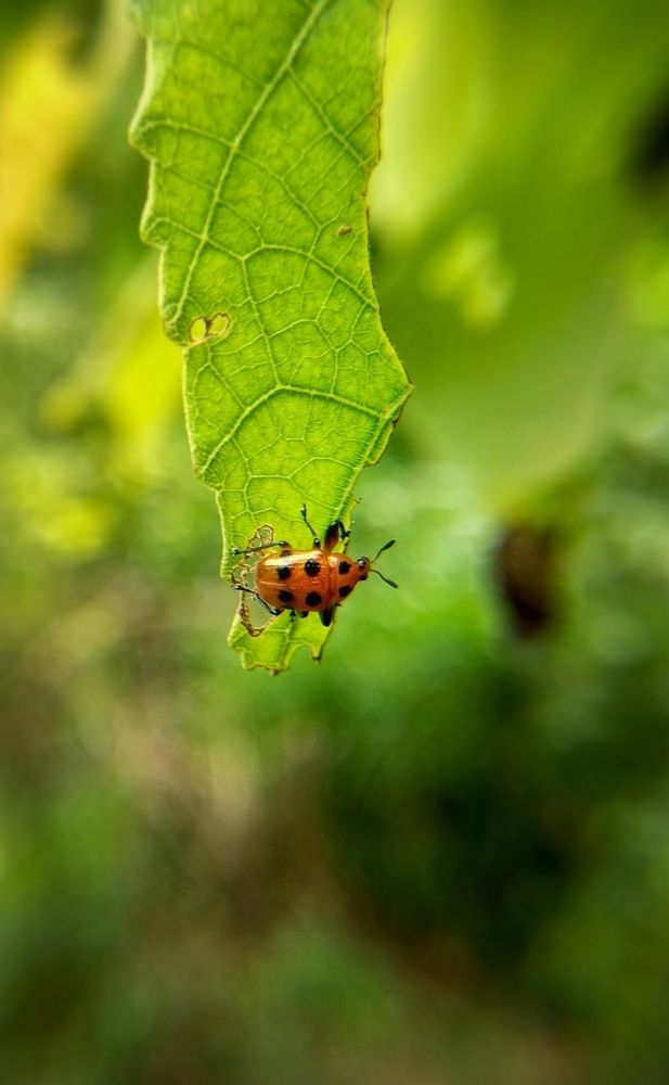 Фотография автора Pavitra Shettigar