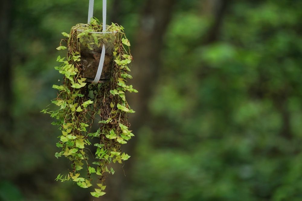 Фотография автора Pavitra Shettigar