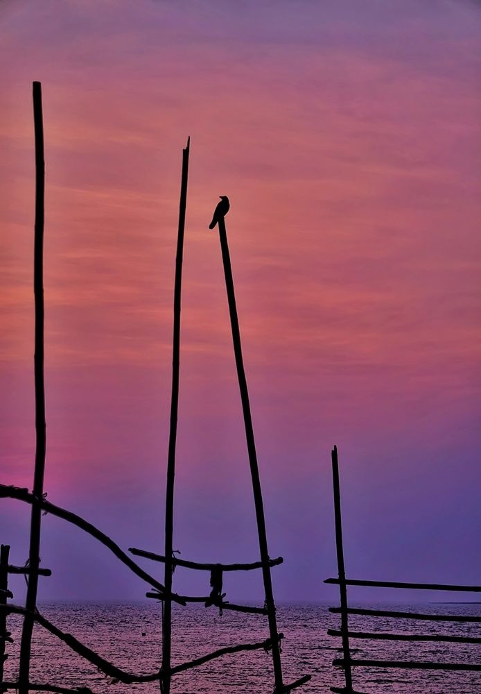 Фотография автора Pavitra Shettigar