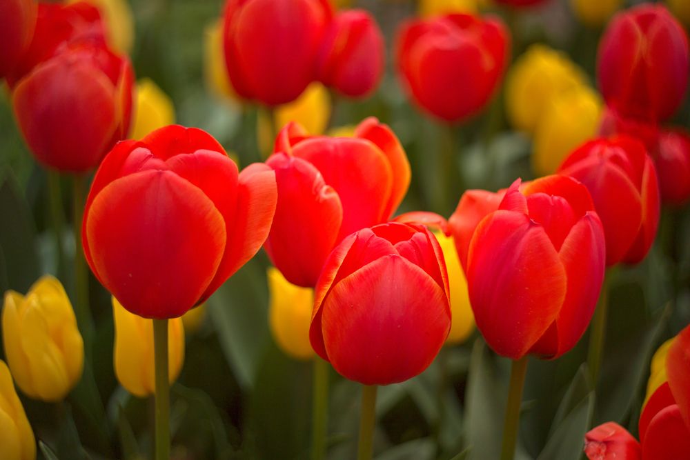 Photograph by Дмитрий Цыпляев