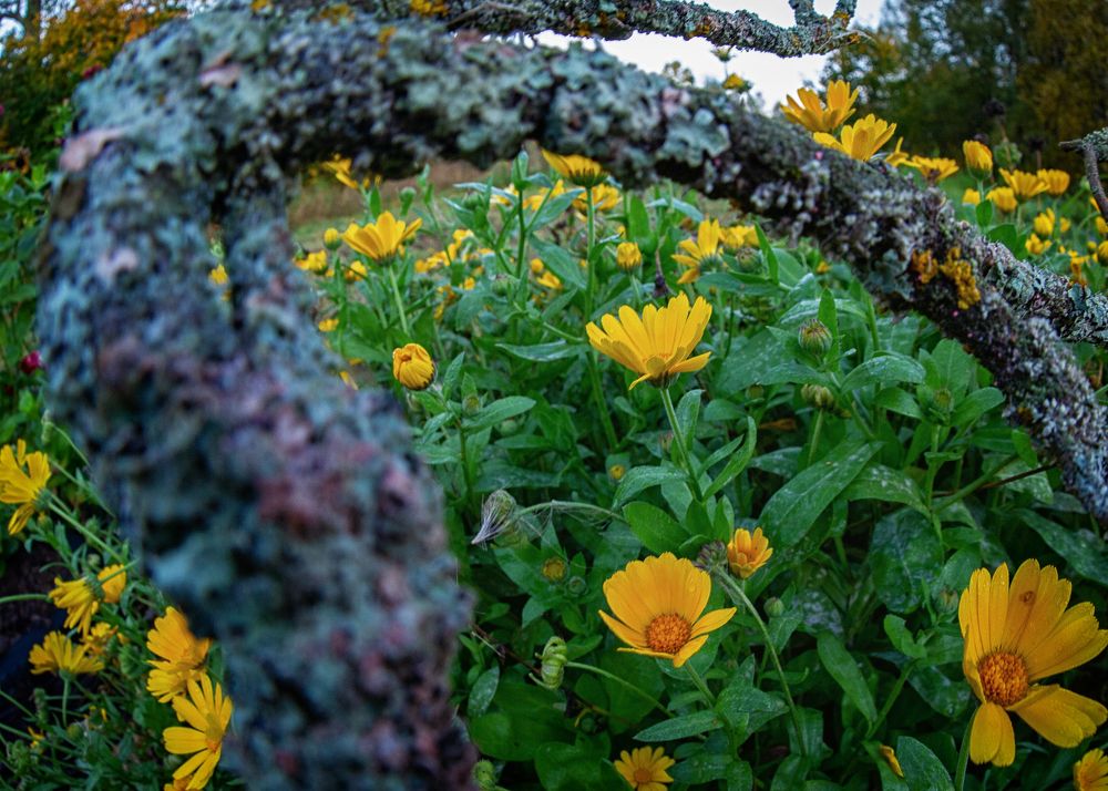 Фотография автора владимир шаронов