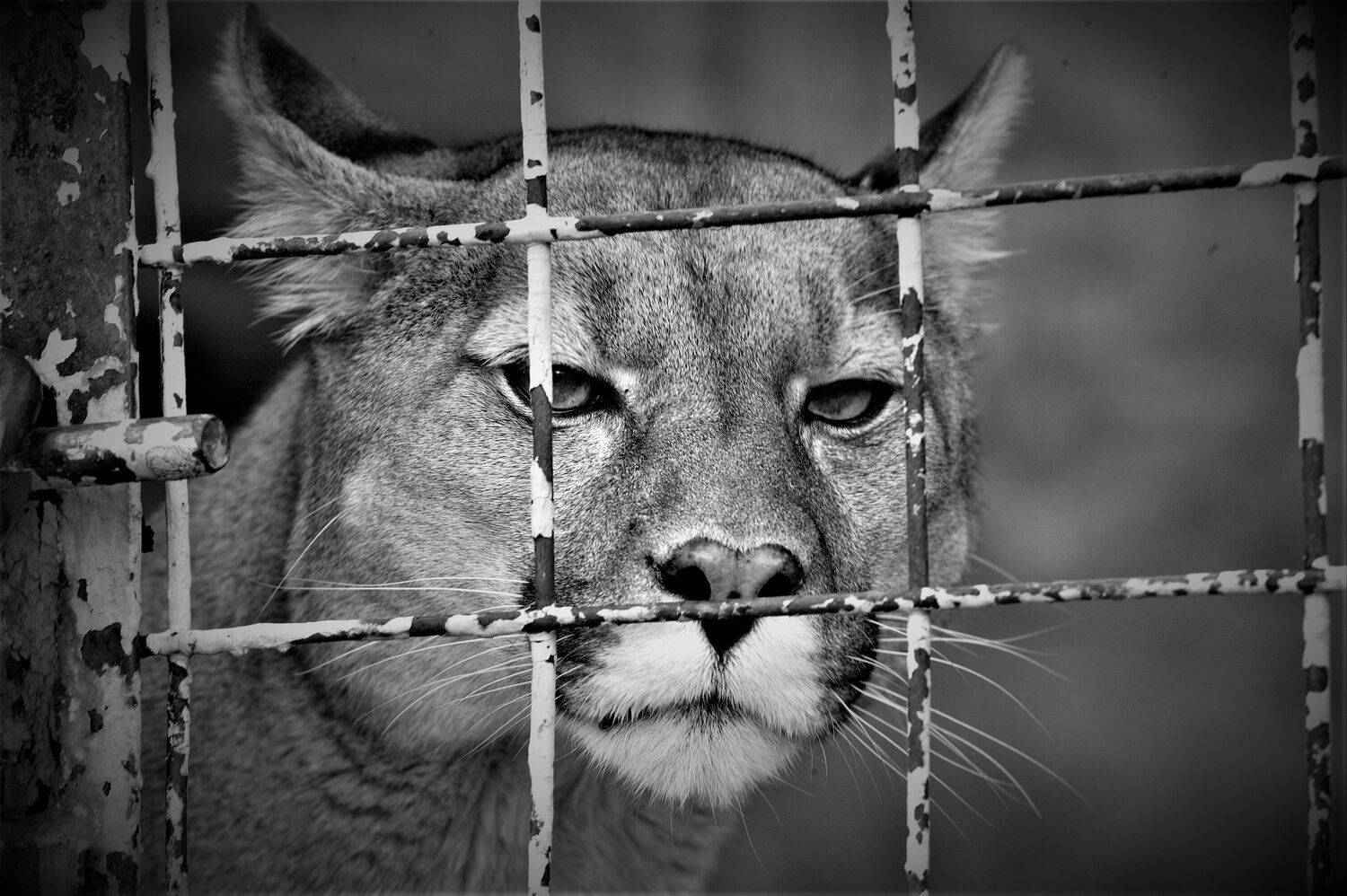 тяжело в неволе жить (hard to live in captivity )