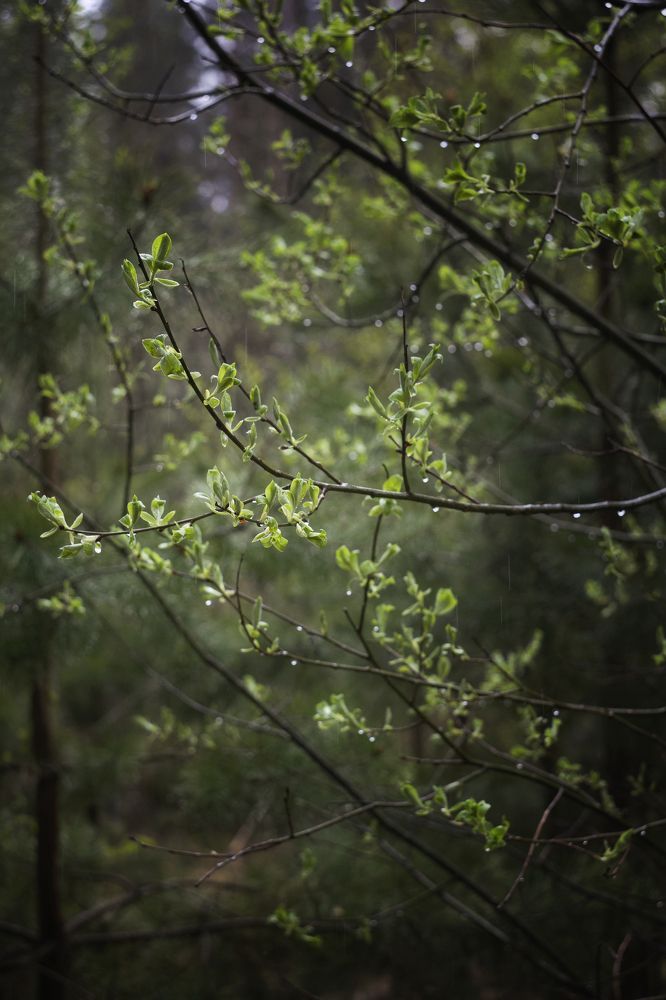 Photograph by Екатерина Мезенова