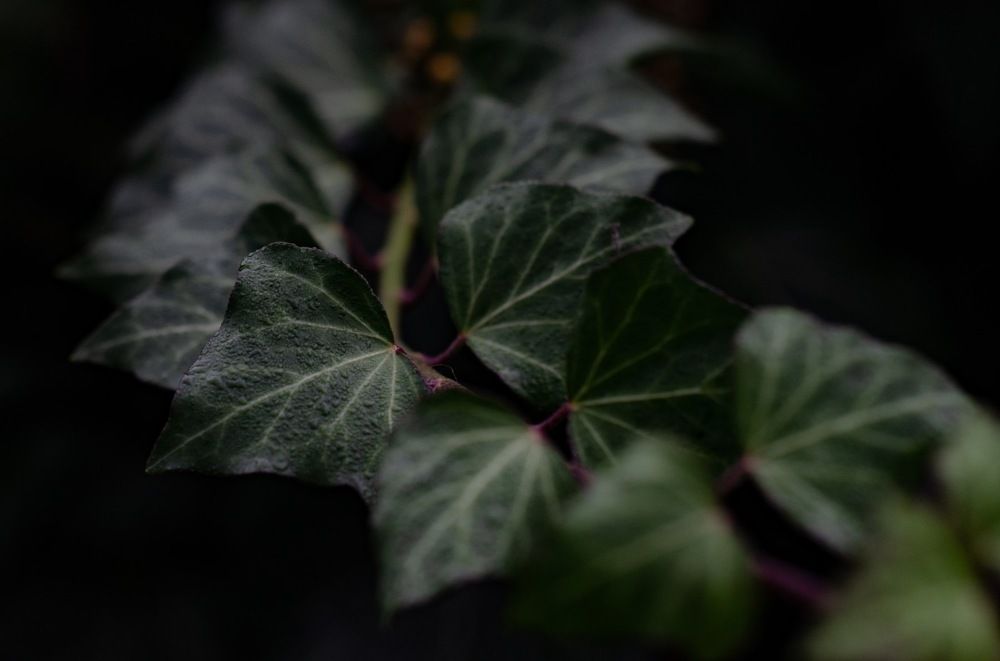 Photograph by Tatiana Chernaletskaya