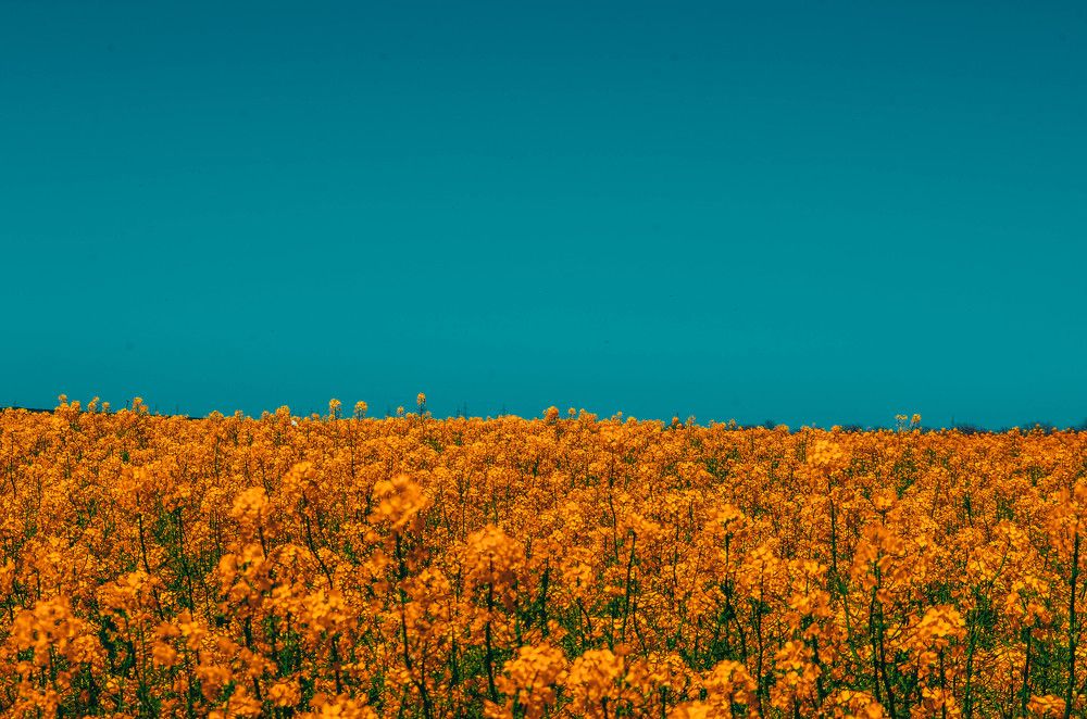 Photograph by Дмитрий Педченко