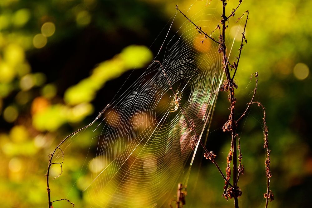 Photograph by Elena Wymann