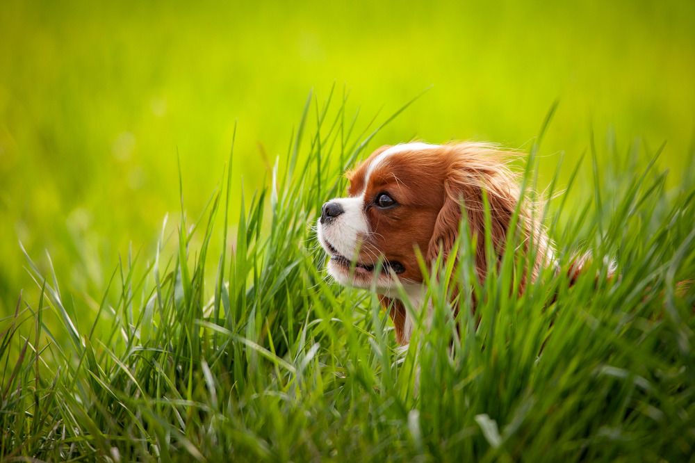 Photograph by Wiktor Kulesa