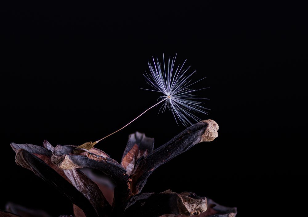 Photograph by Oleg Ki