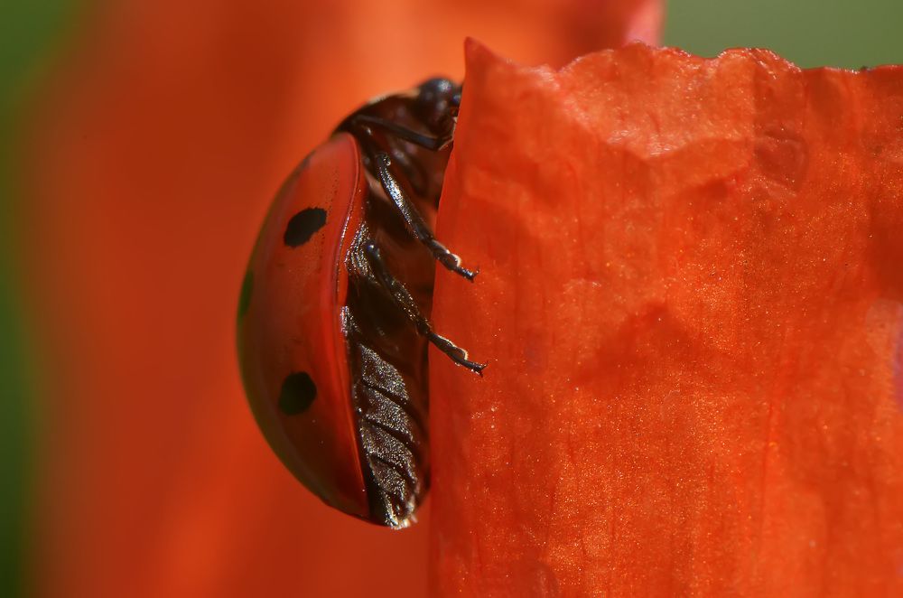 Фотография автора Билан Виктория