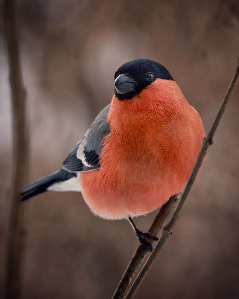 Photograph by Сергей Чурносов