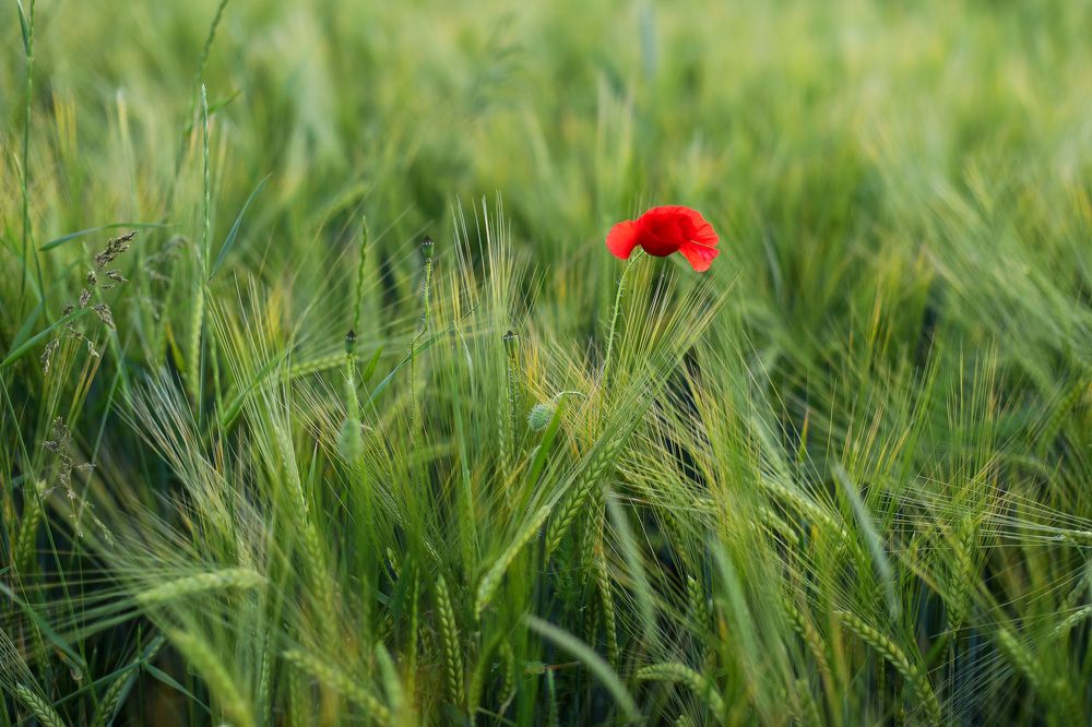 Photograph by Екатерина Шефер