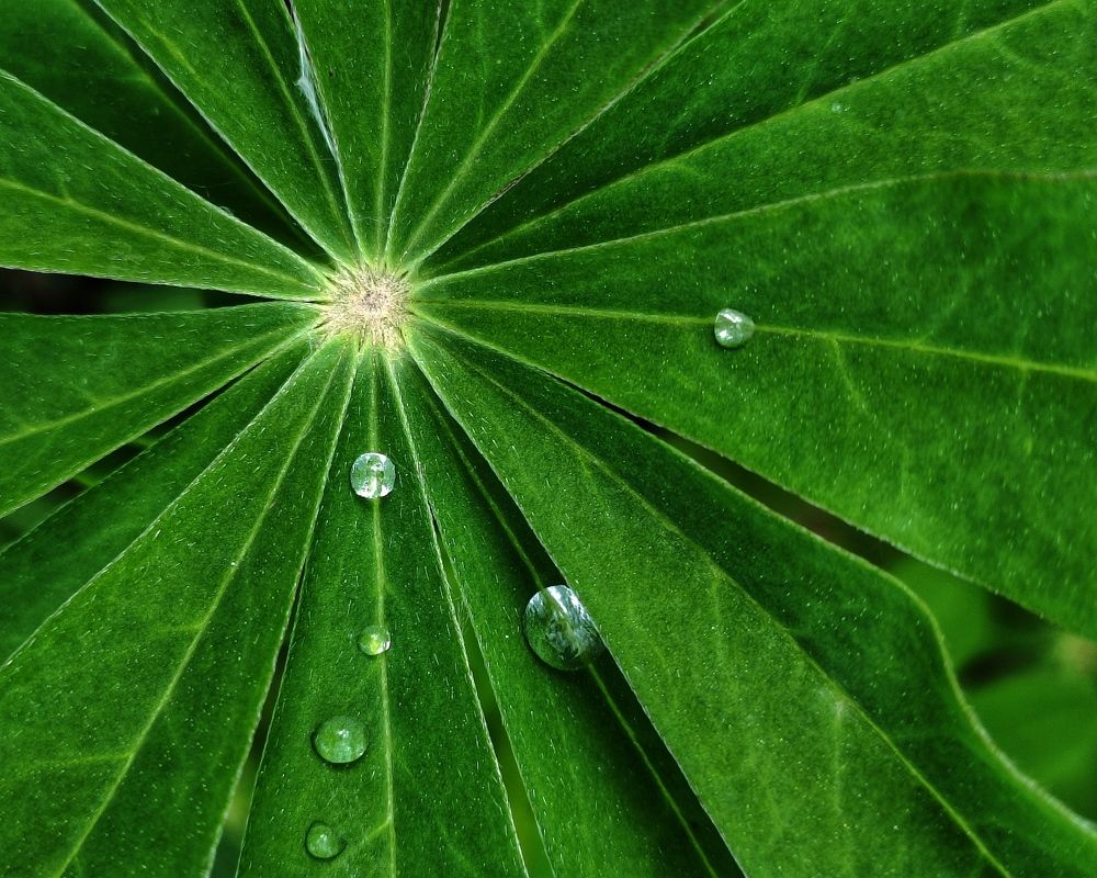 Лист люпина