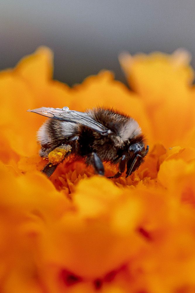 Шмель с пыльцой