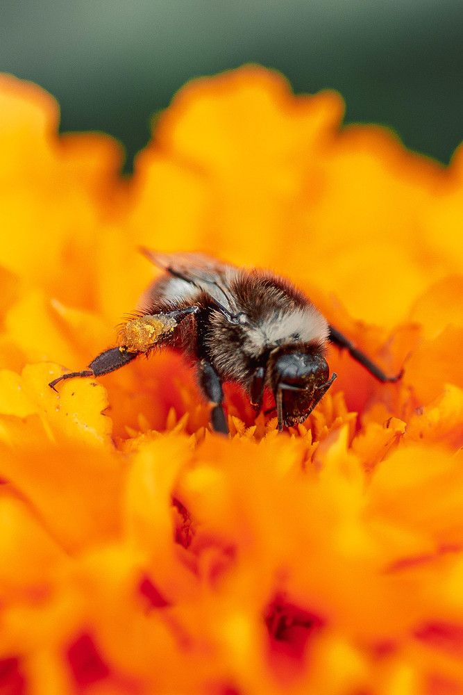 Трудолюбивый шмель