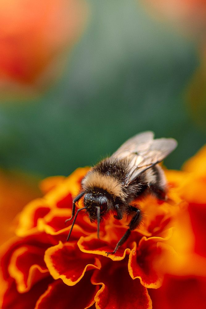 Фотоохота на шмеля