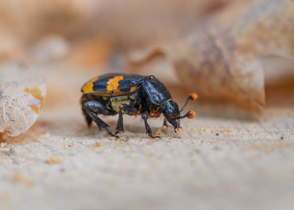 Photograph by LYUDMYLA POKRYSHEN