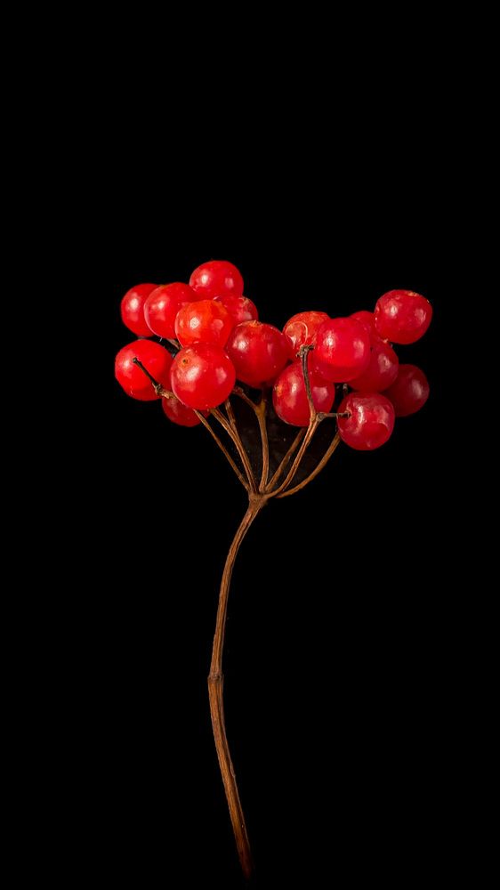 Photograph by Людмила Казак