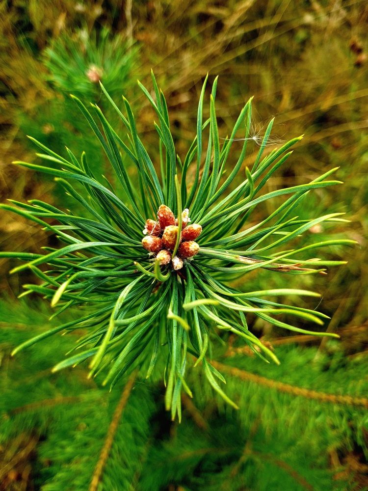 Photograph by Ирина Синягина