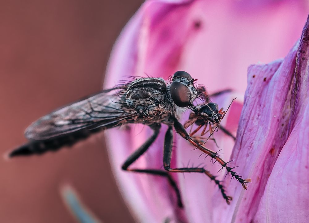 Photograph by Wendy Vanhoudt