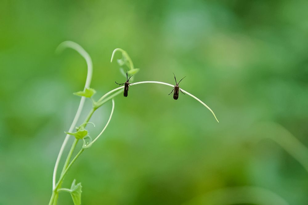 Photograph by Sharel Albor