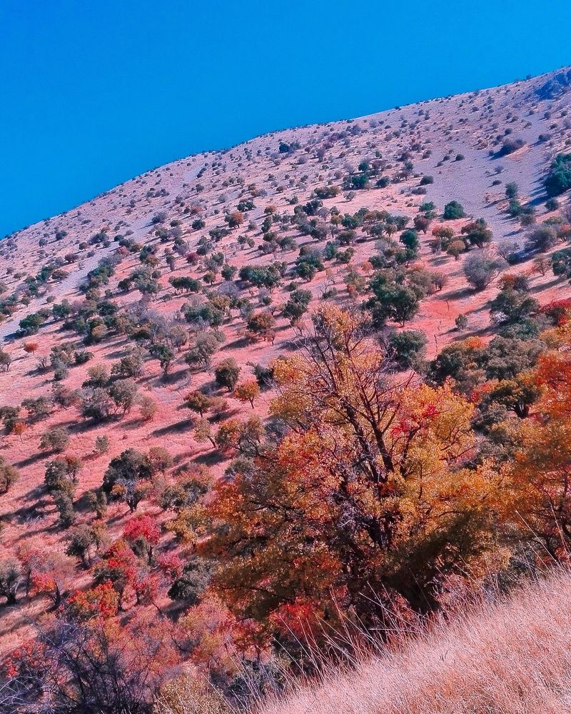 Фотография автора kazem kakaei