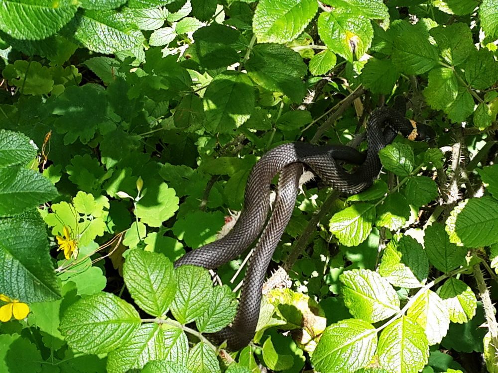 Photograph by Ирина Синягина