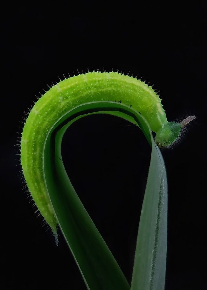 Photograph by Zaki Purnomo