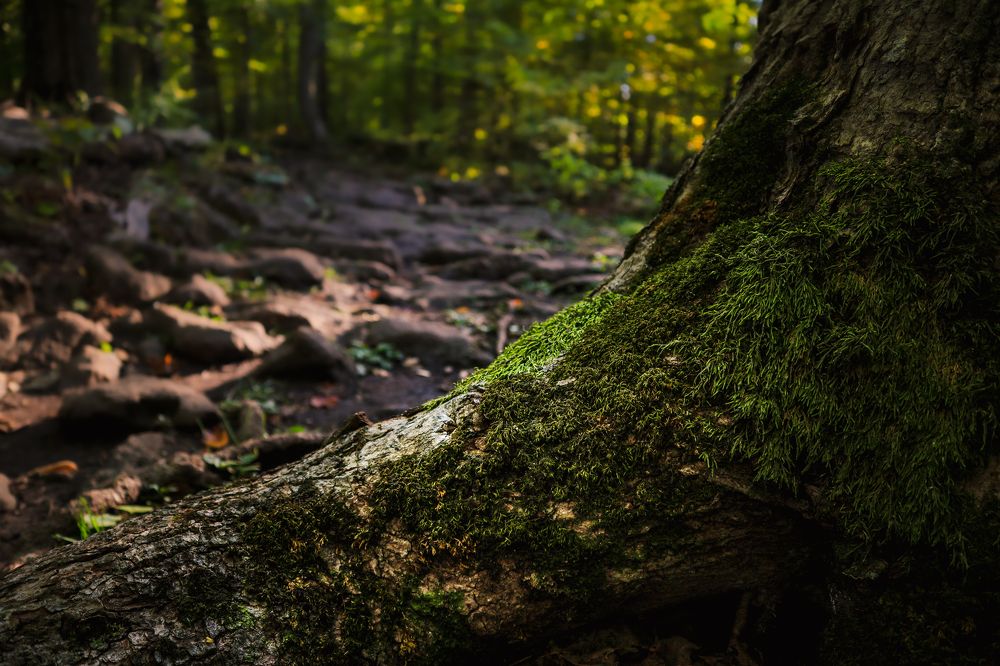 Photograph by Greg Noakes