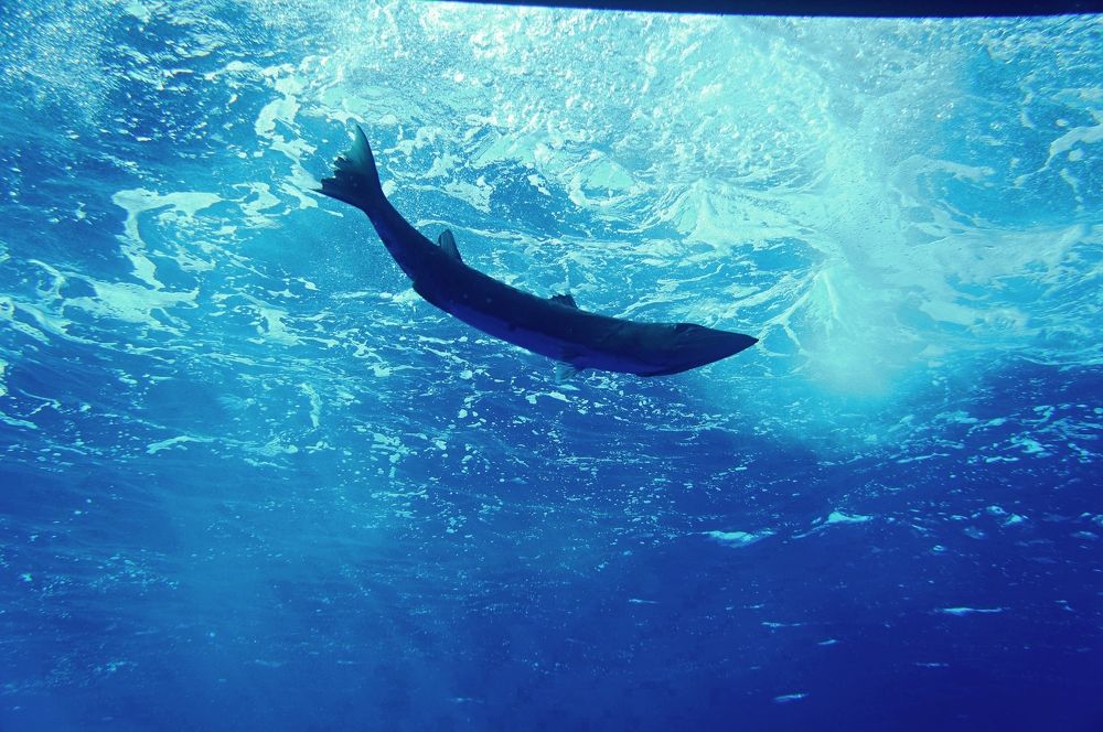 Photograph by Максим Роганов