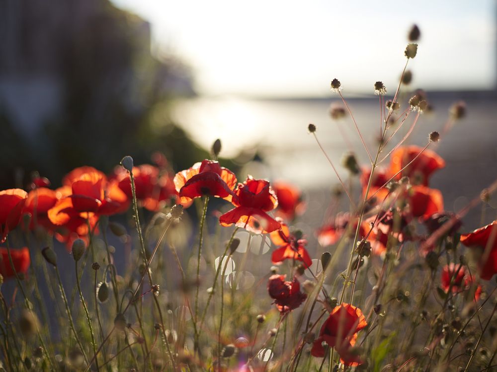 Photograph by Anna D.