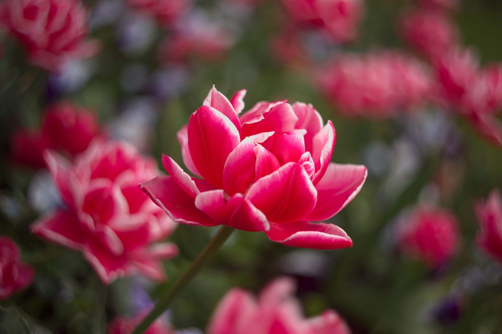 Photograph by Дмитрий Цыпляев