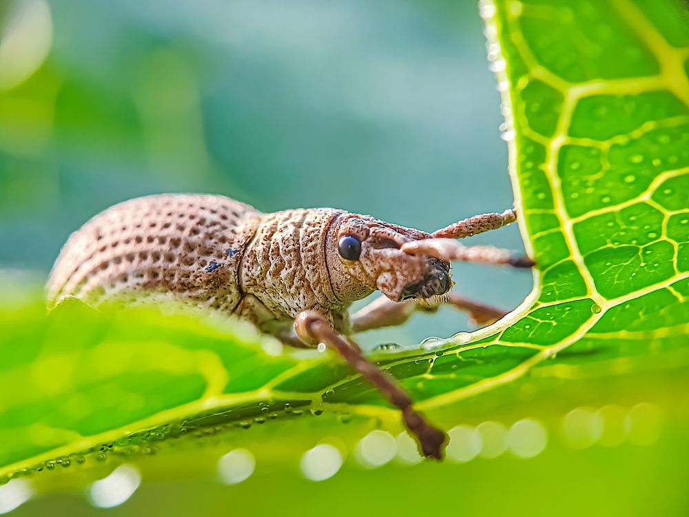 Photograph by Md Raihan