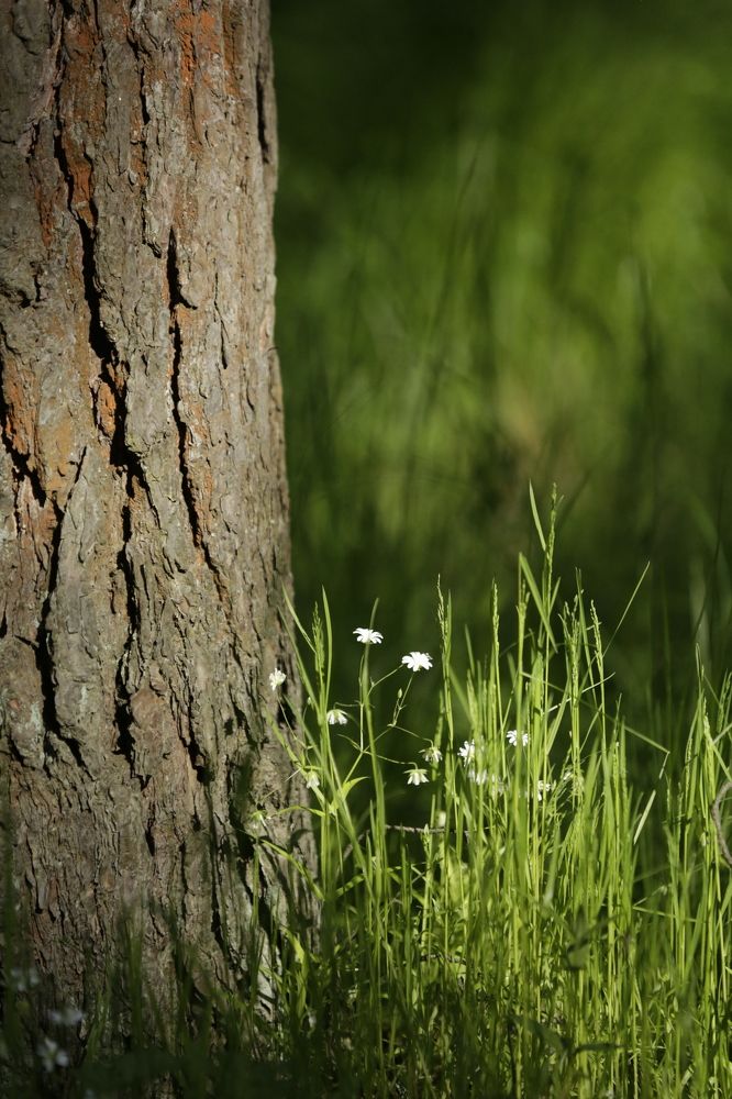 Лосиный Остров