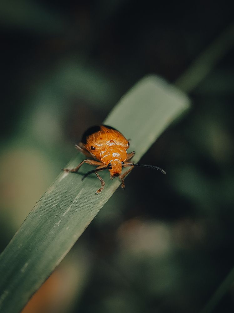 Photograph by Nivedh A.M