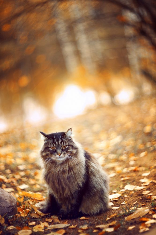 Фотография автора Анна Мельникова