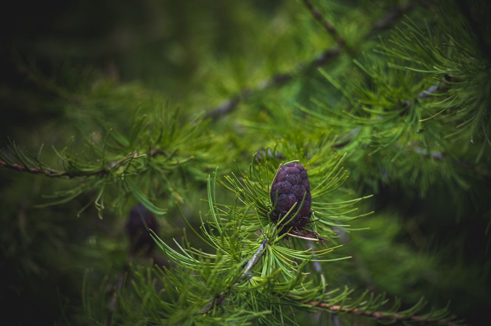 Photograph by Roman Adler