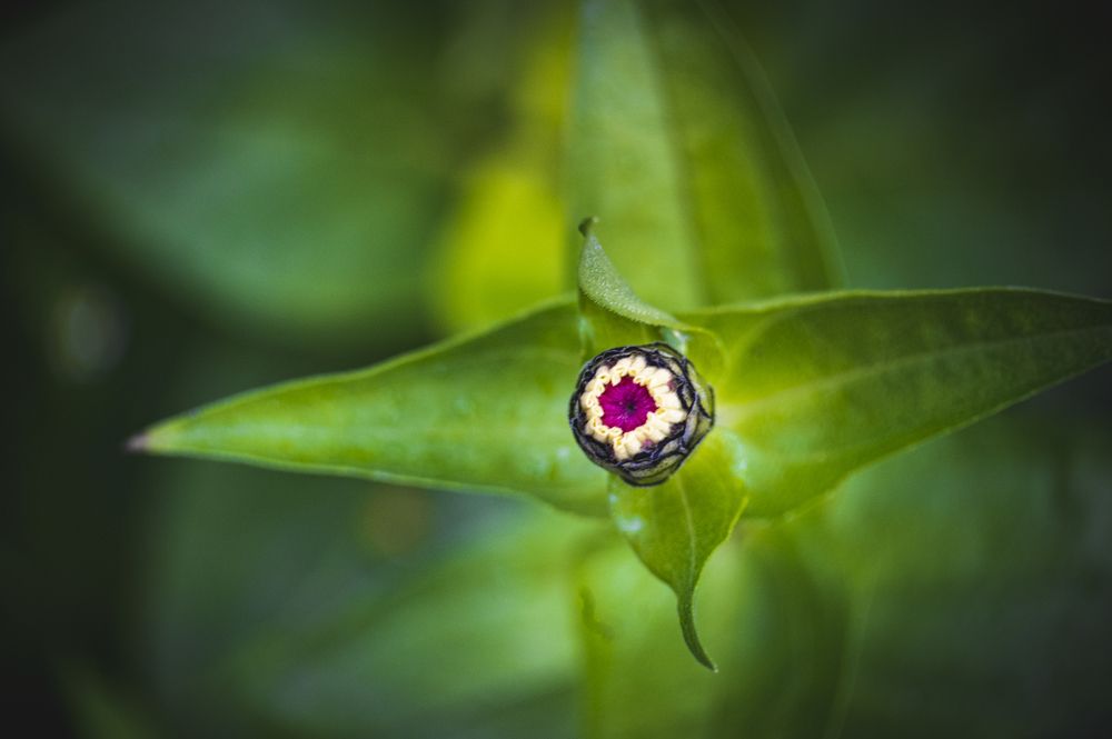 Photograph by Roman Adler