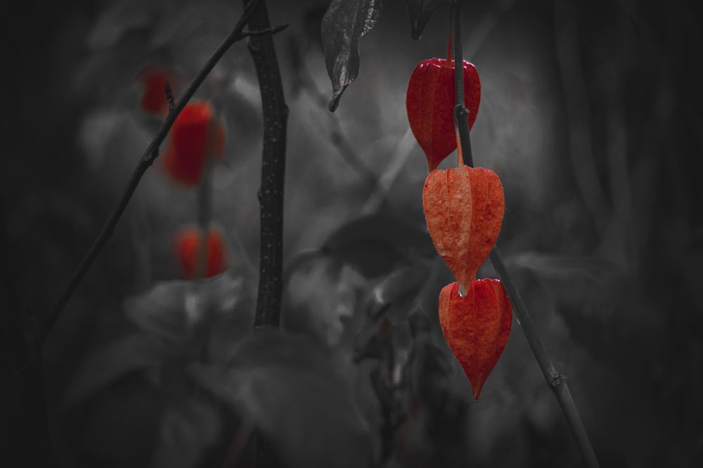 Photograph by Roman Adler