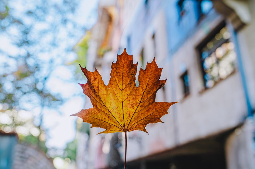 Фотография автора Ankit Gupta