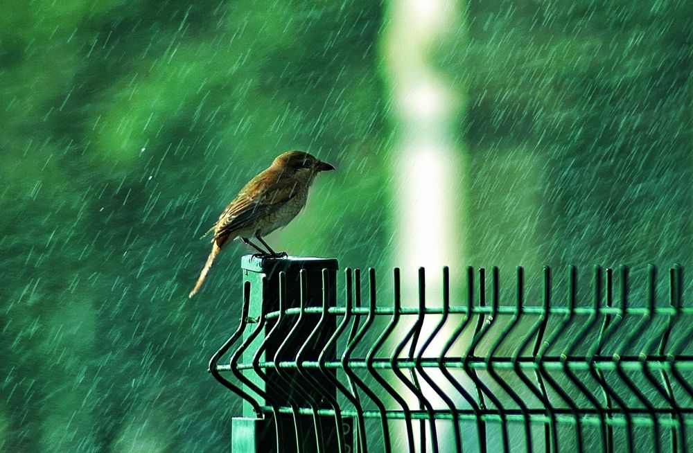 Photograph by Süleyman Ülker