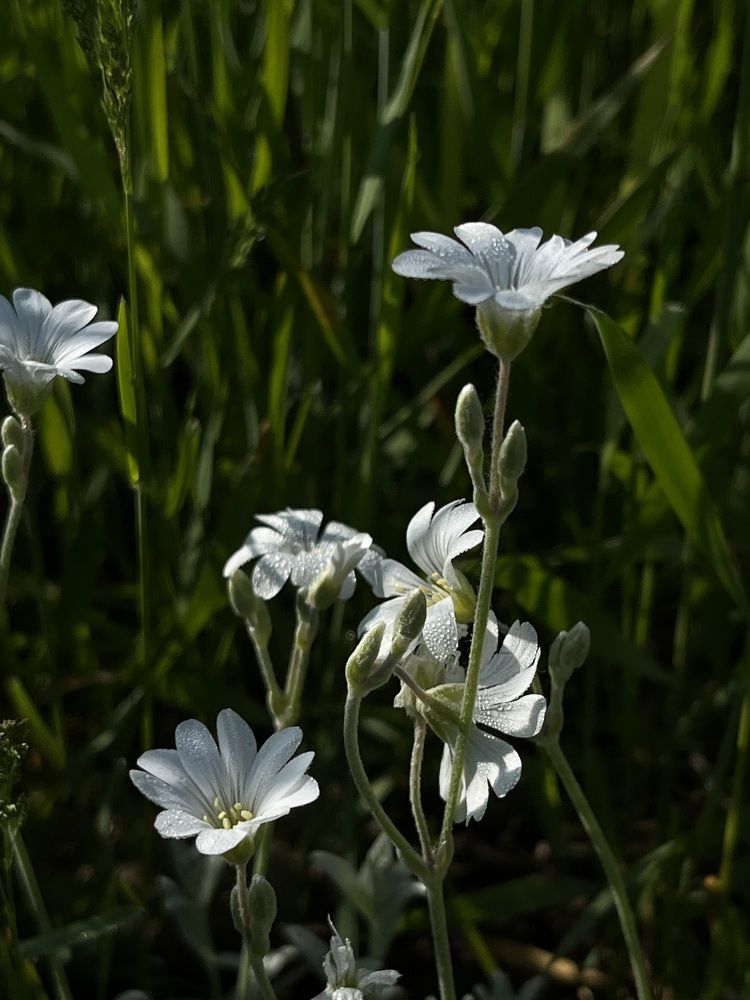 Photograph by Ольга Томашевич