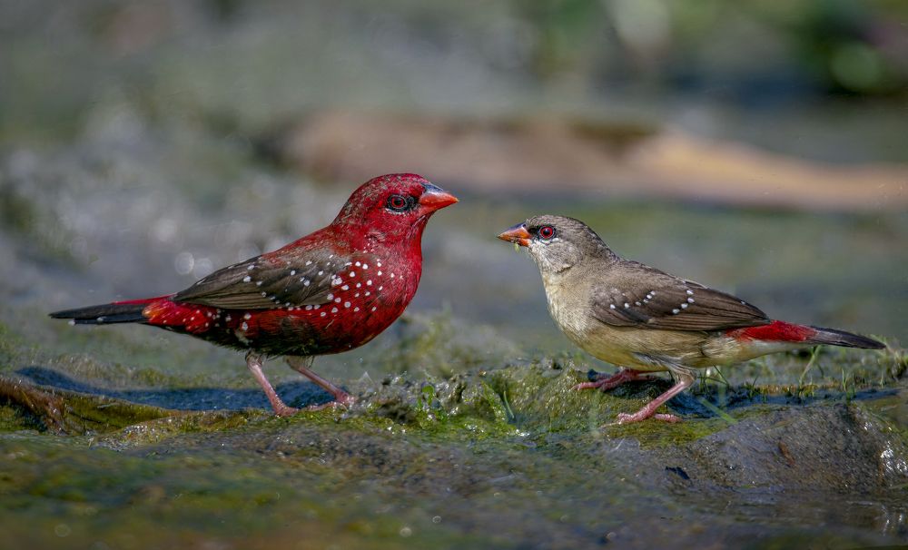 Photograph by Zayed Sanim